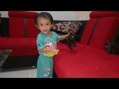 Anak Kucing Hitam Ibunya Himalaya – YouTube